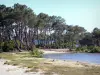 Lago di Lacanau - Piantato pino riva