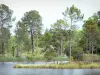Landes de Gascogneの地域自然公園 - Hostensの学区エリア：松林、葦、湖の自然エリア