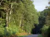 Landscapes of Anjou - Chandelais forest: road lined with trees
