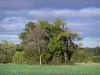 Landscapes of Anjou - Field, trees, forest and cloudy sky