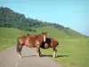 Landscapes of the Béarn - Bénou plateau: two horses on the road lined with meadows