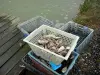 Landscapes of the Brittany coast - Fresh oysters in their baskets