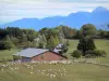 Landscapes of Dauphiné - Farm, herd of sheep in a pasture, trees and mountains