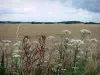 Landscapes of Essonne - Wildflowers in the foreground overlooking fields of wheat in the French Gâtinais Français Regional Nature Park