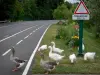 Landscapes of Essonne - Geese crossing in Brunoy, in the Yerres valley