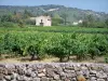 Landscapes of the Gard - Côtes du Rhône vineyard: stone wall, vines, hut and hill planted trees