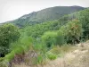 Landscapes of the Gard - Aigoual massif: trees and vegetation in the Cévennes National Park (Cévennes massif)