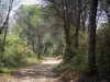 Landscapes of the Gard - Road lined with trees