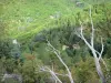 Landscapes of the Gard - Forest, branches of a tree in the foreground