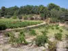 Landscapes of the Gard - Côtes du Rhône vineyard and trees