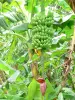 Landscapes of the Guadeloupe - Banana trees