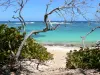 Landscapes of the Guadeloupe - Beach of the Feuillard cove on the island of Marie-Galante: sea grapes, white sand and turquoise lagoon