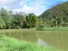 Landscapes of the Guadeloupe - Pond of the aquaculture park of Pointe-Noire in a green environment