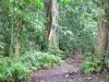 Landscapes of the Guadeloupe - Guadeloupe National Park: hiking trail in the rainforest on the island of Basse-Terre