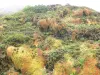 Landscapes of the Guadeloupe - Guadeloupe National Park: vegetation of the Soufrière volcano