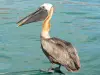 Landscapes of the Guadeloupe - Brown pelican
