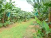 Landscapes of the Guadeloupe - Banana fields on the island of Basse-Terre