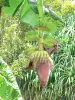 Landscapes of the Guadeloupe - Fruits of the banana tree