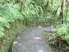 Landscapes of the Guadeloupe - Guadeloupe National Park: landscaped path in the rainforest leading to the Carbet waterfalls