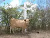 Landscapes of the Guadeloupe - Cow in front of a cross of the Stations of the Cross leading to the chapel of the Olive bay, on the island of Grande-Terre