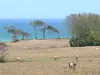 Landscapes of the Guadeloupe - Pastures dotted with cows, view of the sea; in the town of Sainte-Rose, on the island of Basse-Terre