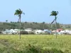 Landscapes of the Guadeloupe - Houses near a sugar cane field on the island of Grande-Terre
