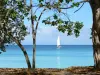 Landscapes of the Guadeloupe - Island of Marie-Galante: view of a sailboat on the sea from the beach of the Canot cove lined with trees