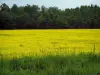 Landscapes of the Indre-et-Loire - Flora, blooming colza field and trees