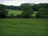 Landscapes of the Indre-et-Loire - Meadows and trees