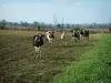 Landscapes of the inland Brittany - Cows, field, and trees far off