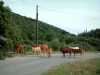 Landscapes of the inland Corsica - Road with cows and veals, hill covered with trees