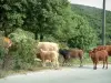 Landscapes of the inland Corsica - Road with cows and veals, trees