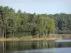 Landscapes of the Loiret - La Vallée lake, reeds, shore and trees of Orléans forest (forest massif)