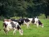 Landscapes of the Orne - Normandie-Maine Regional Nature Park: cows in a meadow
