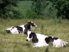 Landscapes of the Orne - Cows in a meadow