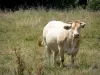 Landscapes of the Orne - Cow in a meadow