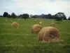 Landscapes of the Quercy - Straw bales in a field and trees in background