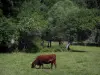 Landscapes of the Quercy - Cow in a meadow and trees