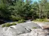 Landscapes of the Seine-et-Marne - Fontainebleau forest: rock, vegetation and trees