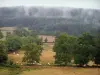 Landscapes of Southern Burgundy - Meadows, herd of Charolais cows, trees and forest in the mist