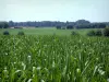 Landscapes of the Territoire de Belfort - Corn field, trees and forest far off