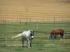 Landscapes of Val-d'Oise - Vexin Français Regional Nature Park: horses in a meadow