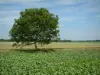 Landschaften von der Picardie - Ein Baum in der Mitte der angebauten Felder, Wald im Hintergrund