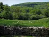 Landschappen van de Limousin - Stonewall, schapen in een weiland en bomen (bos)