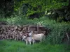 Landschappen van de Limousin - Ooi en haar lam, gekapt hout en vegetatie