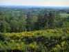 Landschappen van de Limousin - Broom bloemen, bomen en bossen