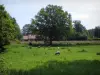 Landschappen van de Limousin - Schapen in een weide, bomen en huis