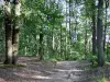 Landschappen van Val-d'Oise - Bos van Montmorency: bospad omzoomd met bomen