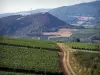 Landschappen van Zuidelijke Bourgondië - Wijngaarden van de Mâconnais wijngaarden