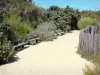 Landspitze Cap Ferret - Sand-Allee gesäumt von Sitzbänken und Bodenbewuchs
